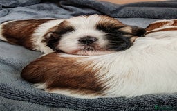Shih Tzu dogs for sale: Shih Tzu - Image 13