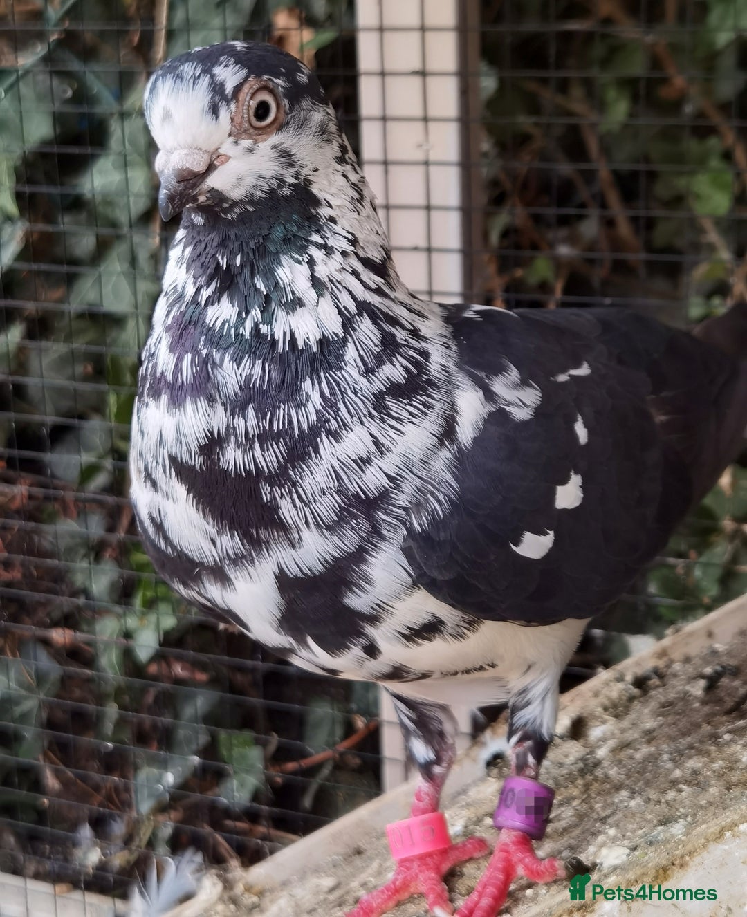 Pigeons birds for sale: Pigeons [Semi Hand-Raised] - Fancy & Racing Breeds - Advert 18