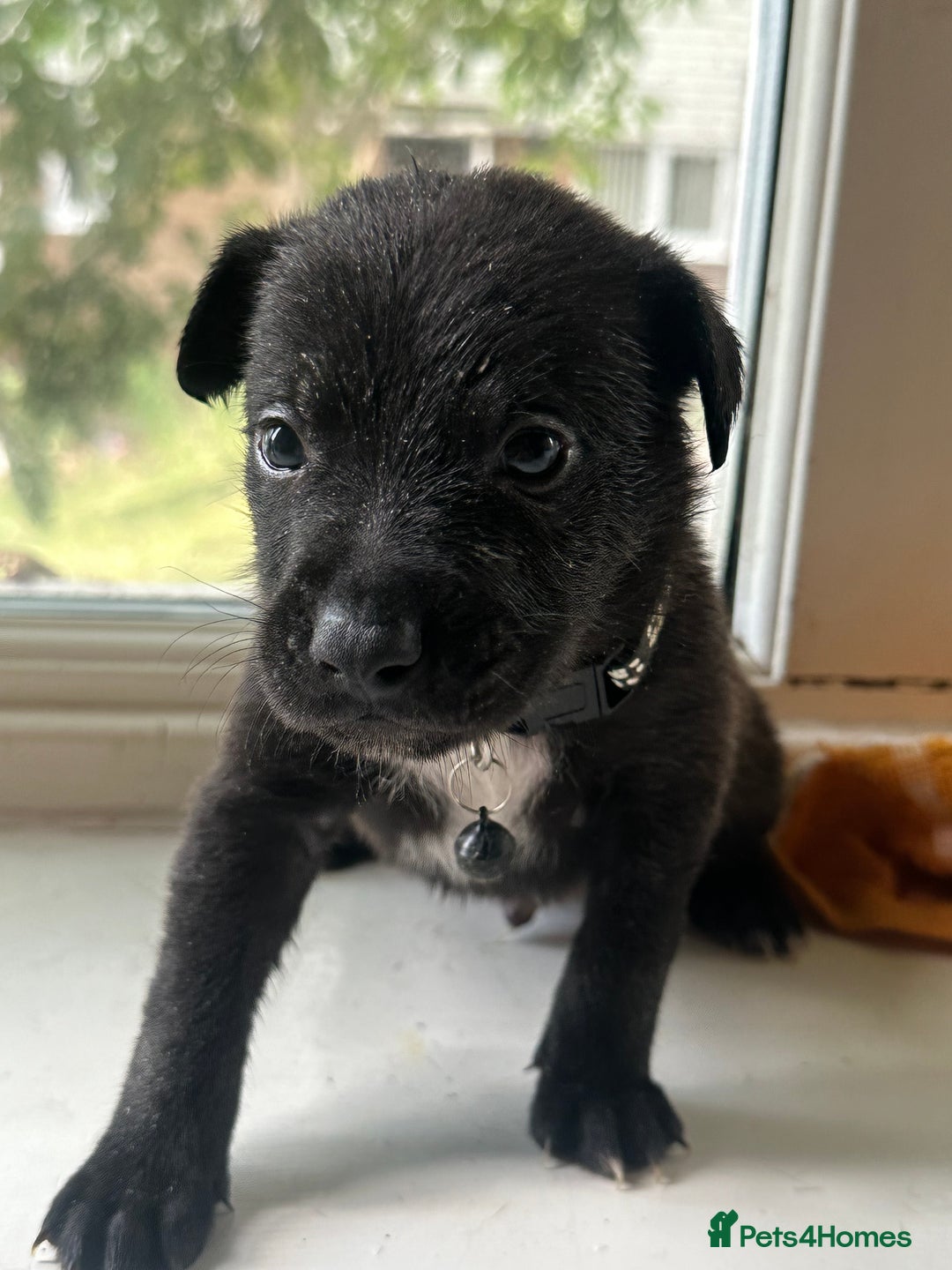 Mixed Breed dogs for sale: Staffy x Belgian Malinos  - Image 17