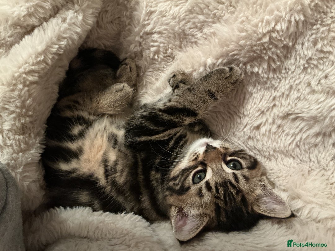 Mixed Breed cats for sale: Gorgeous tabby kittens - Advert 5
