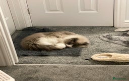 Ragdoll cats for sale: Brother Sister Ragdolls for Rehoming  - Image 21