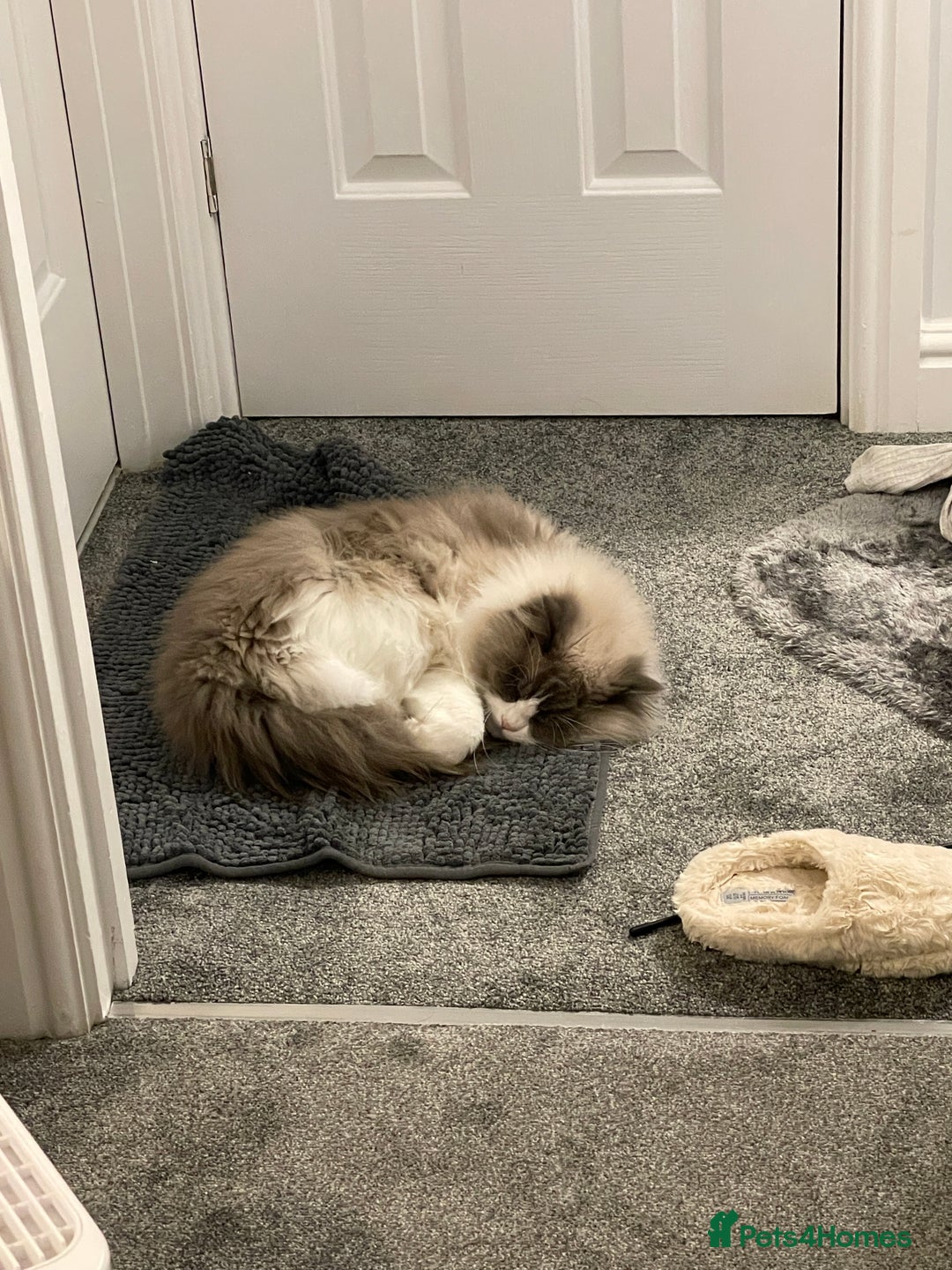 Ragdoll cats for sale: Brother Sister Ragdolls for Rehoming  - Image 21