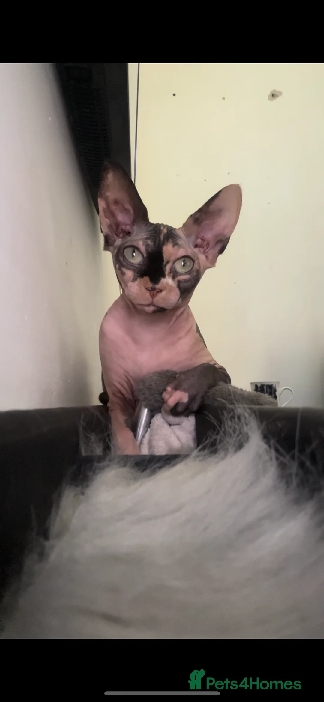 Sphynx cats for sale: Cat Von D - Advert 2
