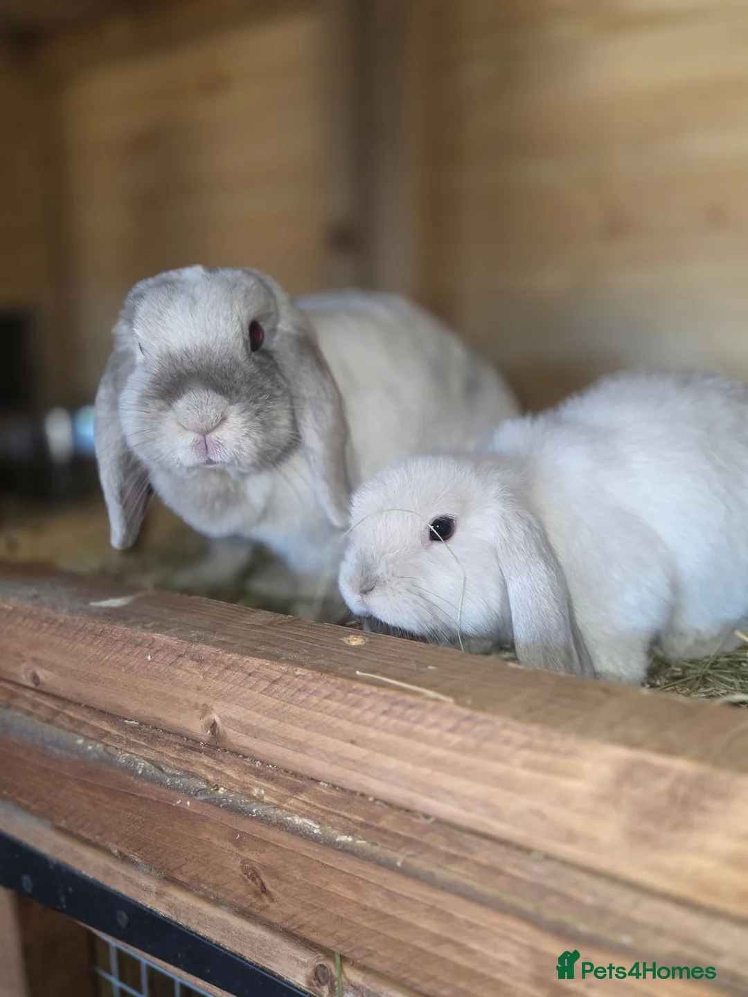 Mini Lop rabbits for sale: Pure bred mini lop bunnies - Advert 1