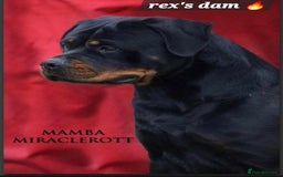 Rottweiler dogs for sale: (KC) REX & DELLAS FINAL LITTER OF QUALITY PUPS - Image 18