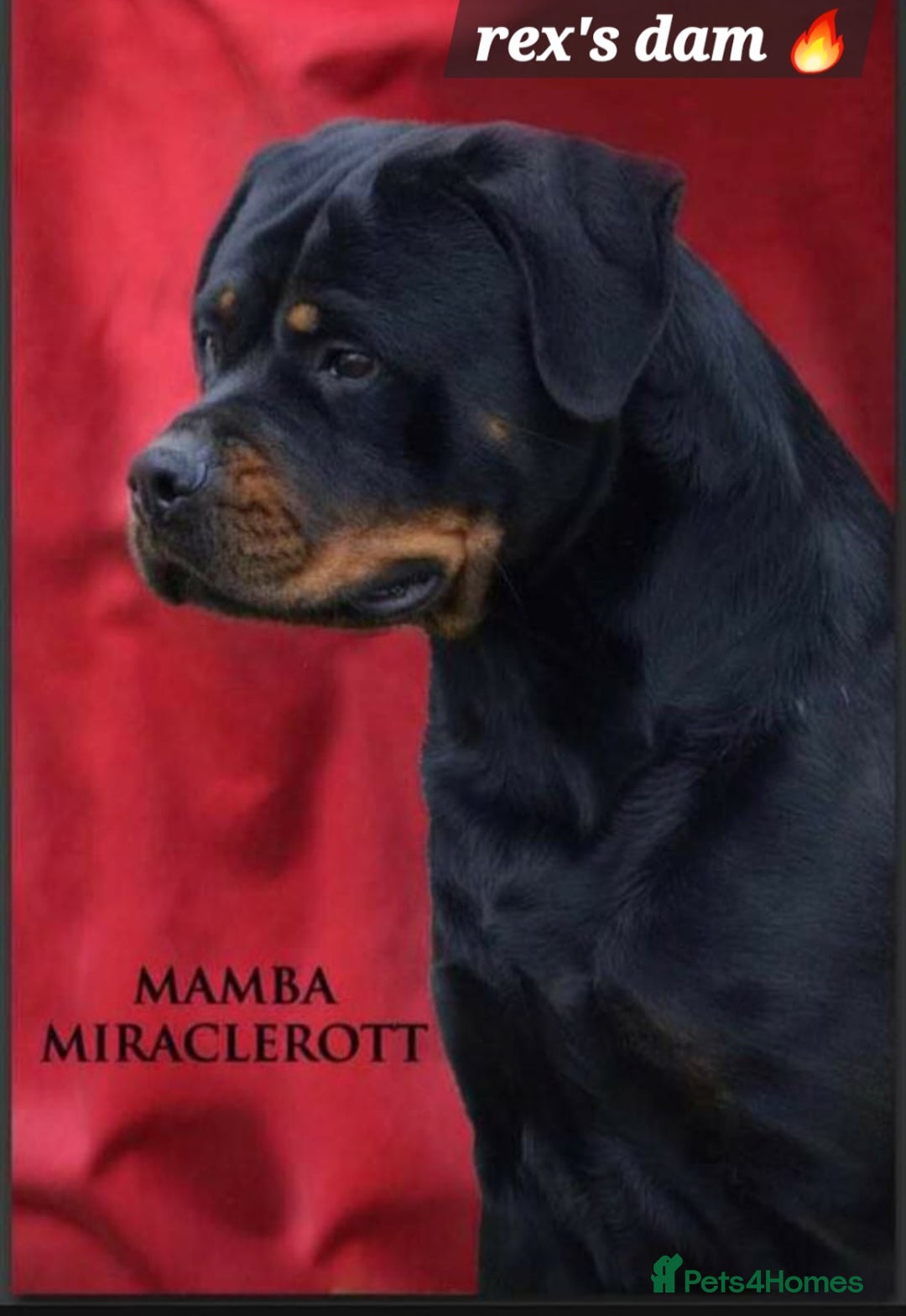 Rottweiler dogs for sale: (KC) REX & DELLAS FINAL LITTER OF QUALITY PUPS - Image 18