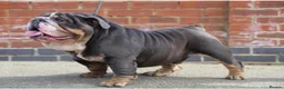 English Bulldog dogs for sale: English bulldog puppies  - Advert 7