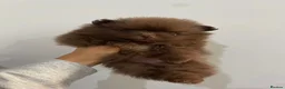 Pomeranian dogs for sale: Chocolate Pomeranian teddy bears 🤎🤎🤎🤎 - Advert 10