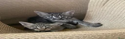 Savannah cats for sale: Savannah PED’G kittens dark boy, light girl F5 sbt - Advert 12