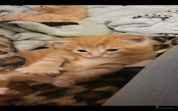 Domestic Shorthair cats for sale: Kittens looking for familys - Image 8