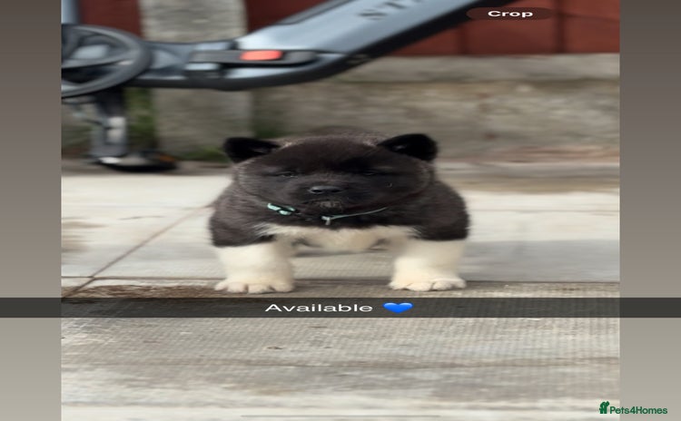 Akita dogs - Advert 7