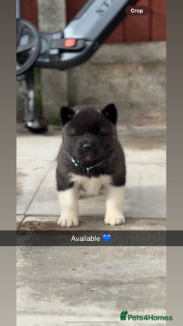 Akita dogs - Advert 7