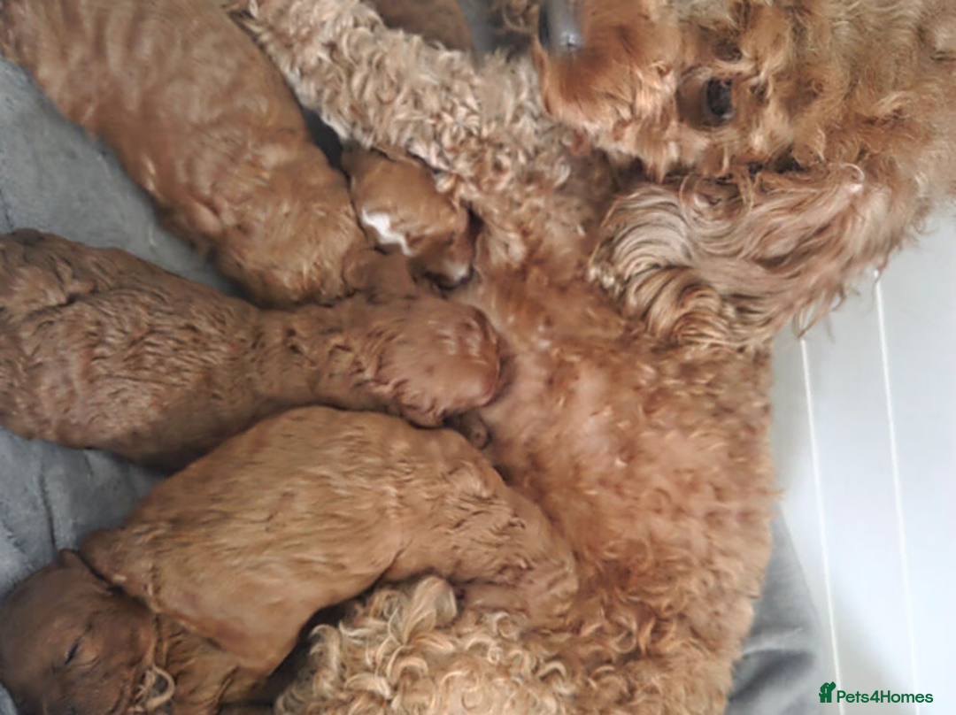 Toy Poodle dogs for sale: Gorgeous Red Toy Poodle Puppies - Advert 5