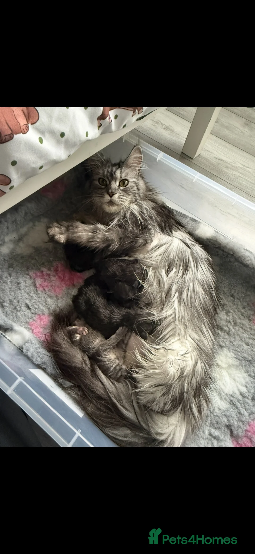 Maine Coon cats for sale: Tica registered Maine coons  - Advert 2