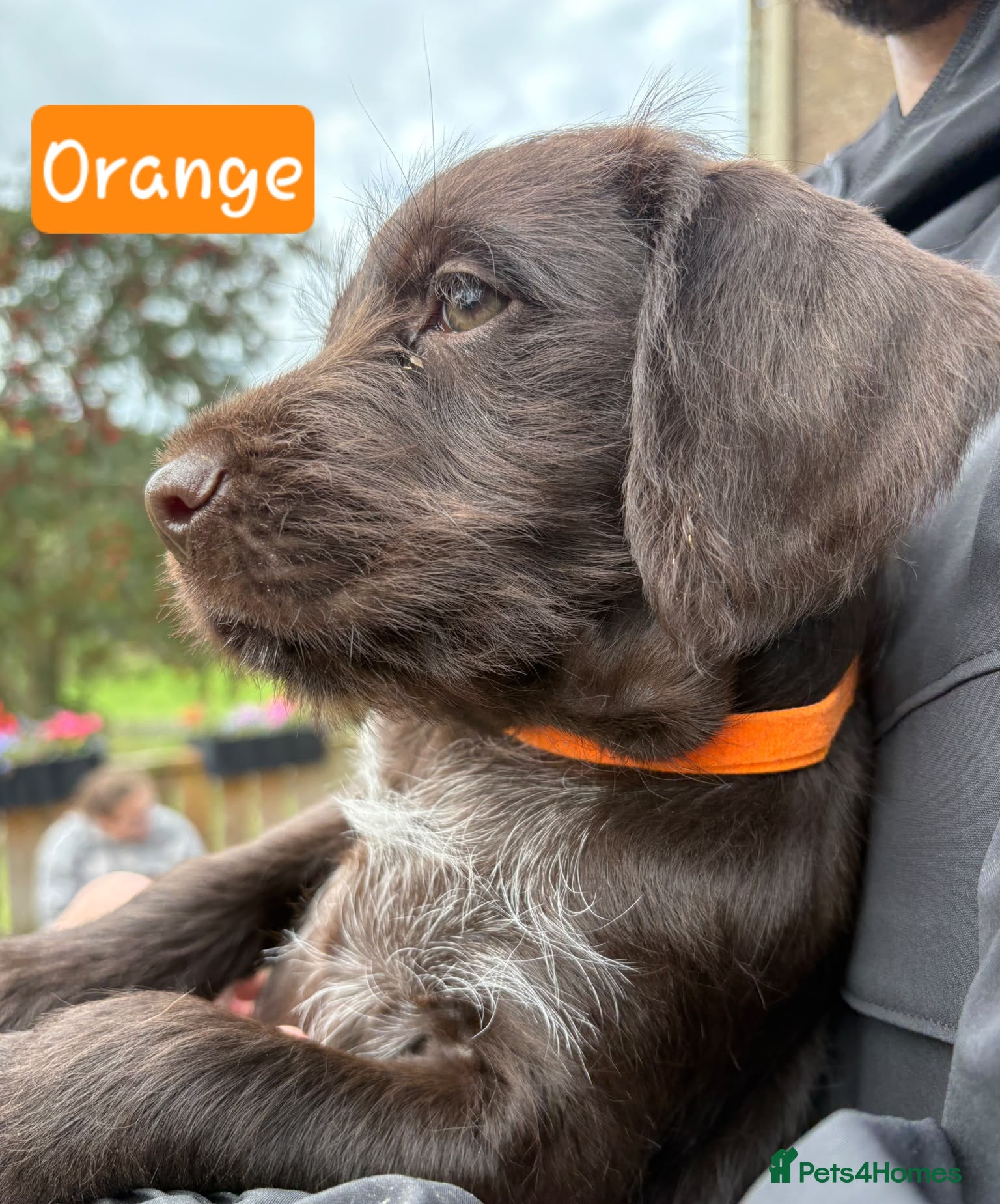 Mixed Breed dogs GWP x Labs - Advert 2