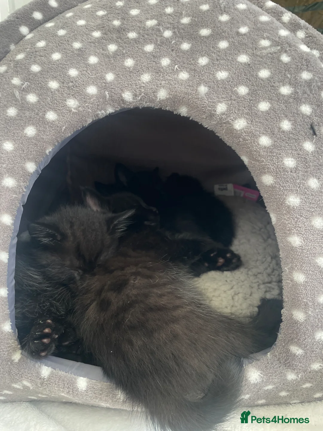Russian Blue cats for sale: READY FOR THEIR FOREVER! - Mixed Russian Blue - Advert 13
