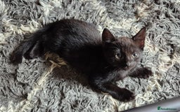 Mixed Breed cats for sale: 2 females 1 male  - Image 6