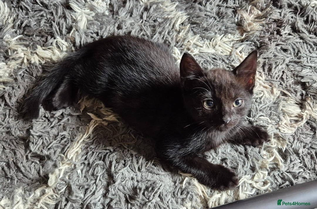 Mixed Breed cats for sale: 2 females 1 male  - Image 6