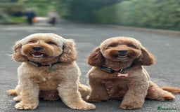 Cockapoo dogs for sale: F2 Cockapoo Puppies Ready for Forever Homes 🐶  - Image 11