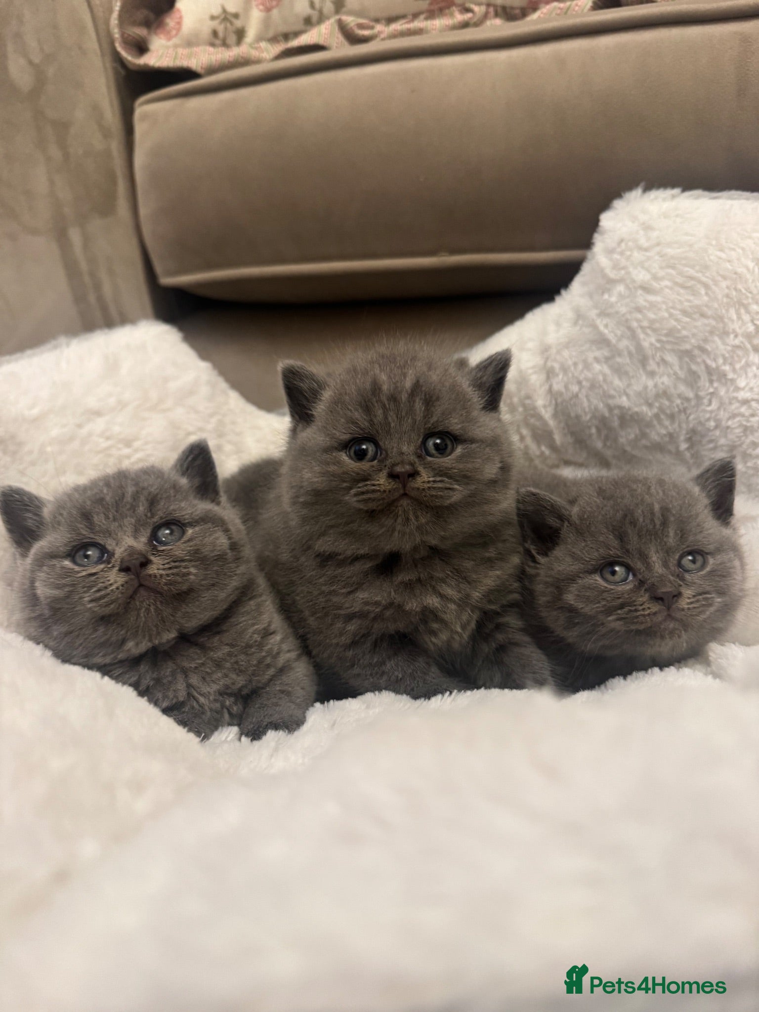 British Shorthair cats GCCF champion Blue British shorthair kittens. - Advert 12