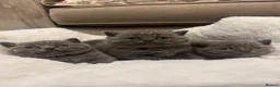 British Shorthair cats for sale: GCCF champion Blue British shorthair kittens. - Advert 1