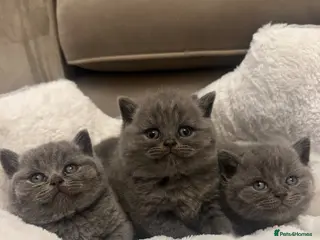British Shorthair cats GCCF champion Blue British shorthair kittens. - Advert 2