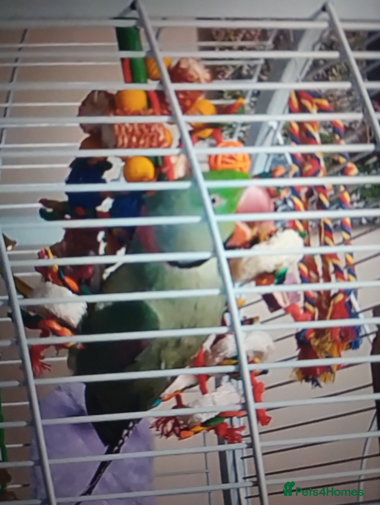 Parrots birds Male Alexander  - Advert 2