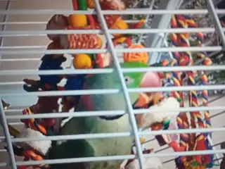 Parrots birds Male Alexander - Advert 6