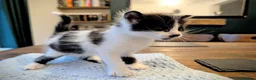 Mixed Breed cats for sale: Beautiful kittens. in Porth - Advert 3