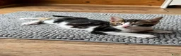 Mixed Breed cats for sale: READY FOR LOVING HOME - Advert 11