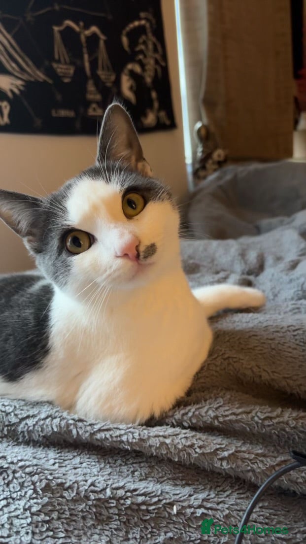 Mixed Breed cats 6 month old kitten for sale - Advert 1