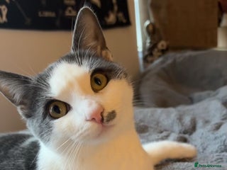 Mixed Breed cats 6 month old kitten for sale - Advert 1