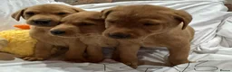 Labrador Retriever dogs for sale: Fox red Labradors pups - Advert 27