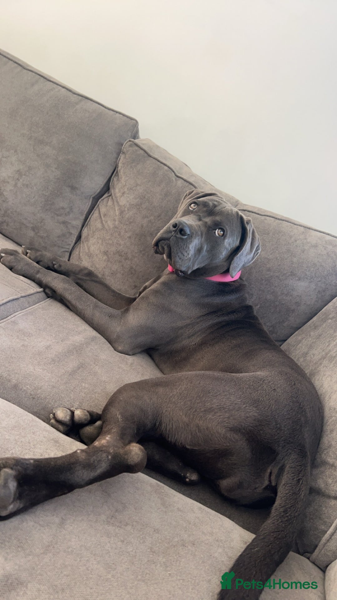 Cane Corso dogs for sale: Cane corso bitch looking for the perfect home  - Image 5