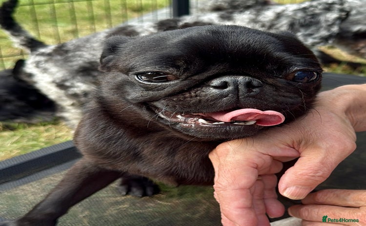 Pug dogs - Advert 1