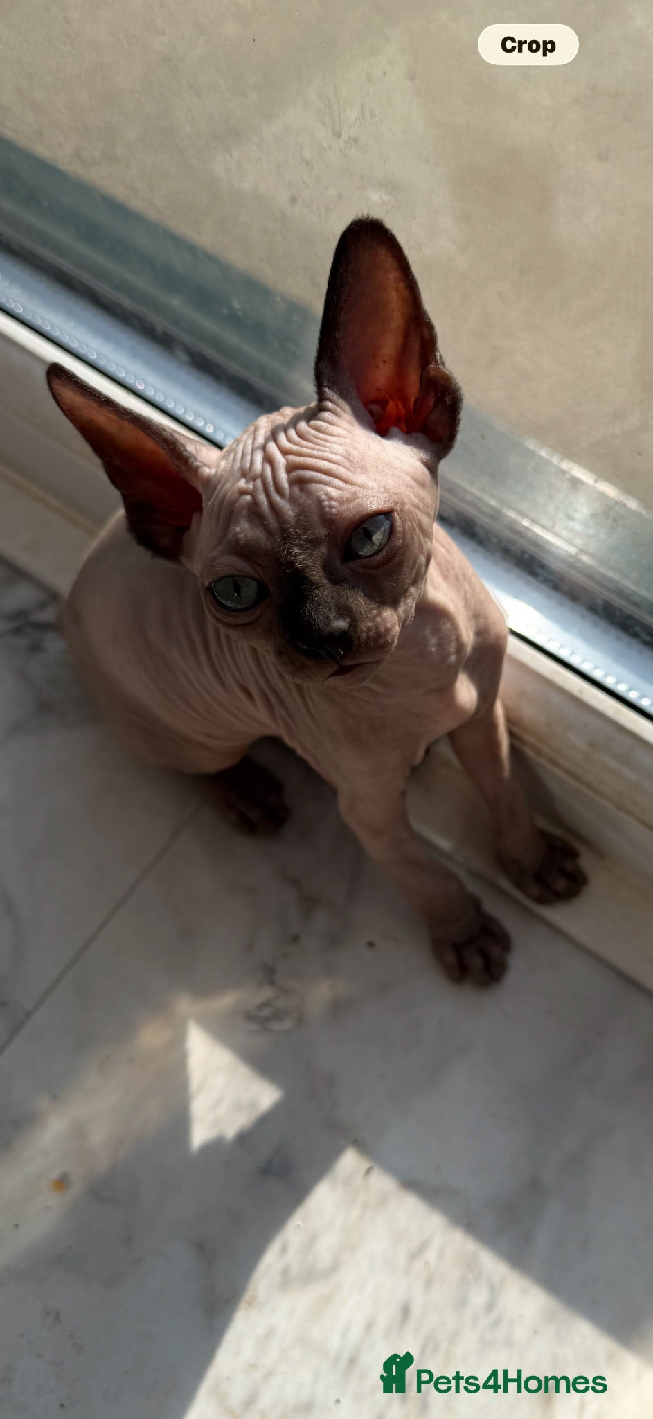 Sphynx cats Sphynx canadian kittens ready niw  - Advert 2