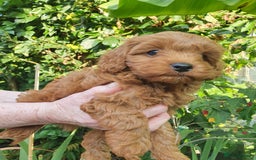 Cavapoo dogs for sale: Deep red Cavapoo puppies - Image 8