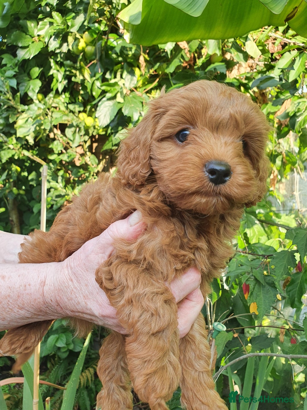 Cavapoo dogs for sale: Deep red Cavapoo puppies - Image 8