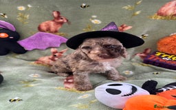 Cockapoo dogs for sale: PRA clear F1b Cockapoo puppies  - Image 19