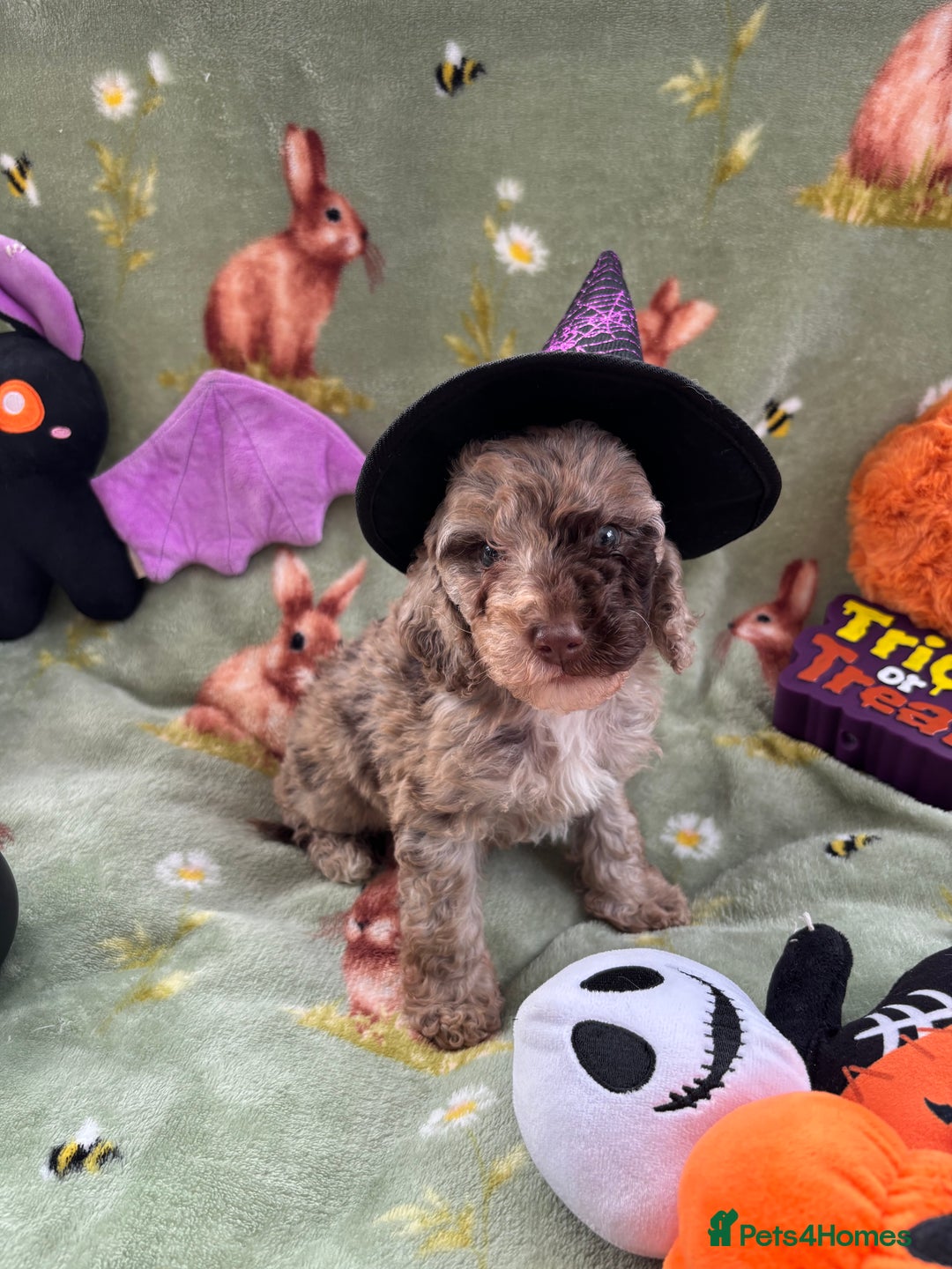 Cockapoo dogs for sale: PRA clear F1b Cockapoo puppies  - Image 19