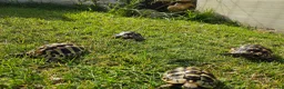 Hermann Tortoise reptiles for sale: Hermann Tortoise almost 3 years old (wildling) - Advert 8