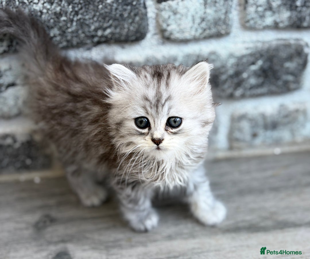 Persian cats for sale: Outstanding litter of Persian x kittens,  - Image 15