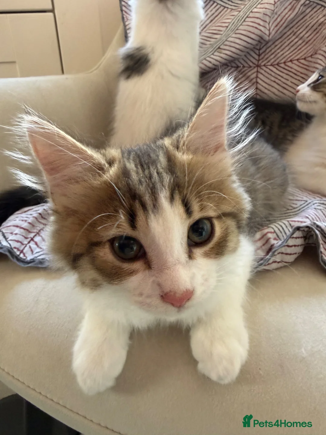 Mixed Breed cats for sale: 4 mixed breed babies - Advert 2