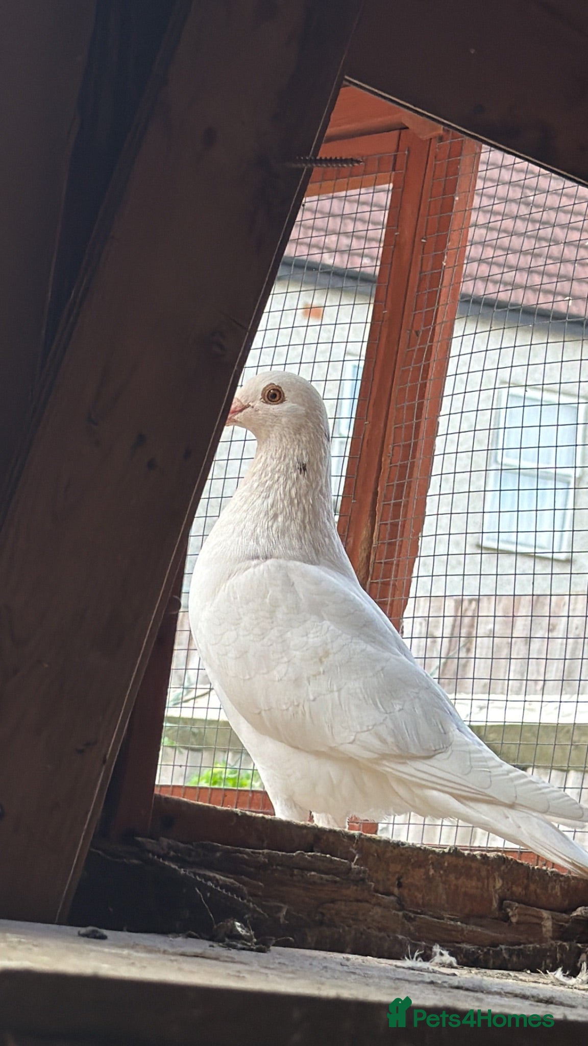 Pigeons birds for sale: Different pigeons for sale  - Advert 1