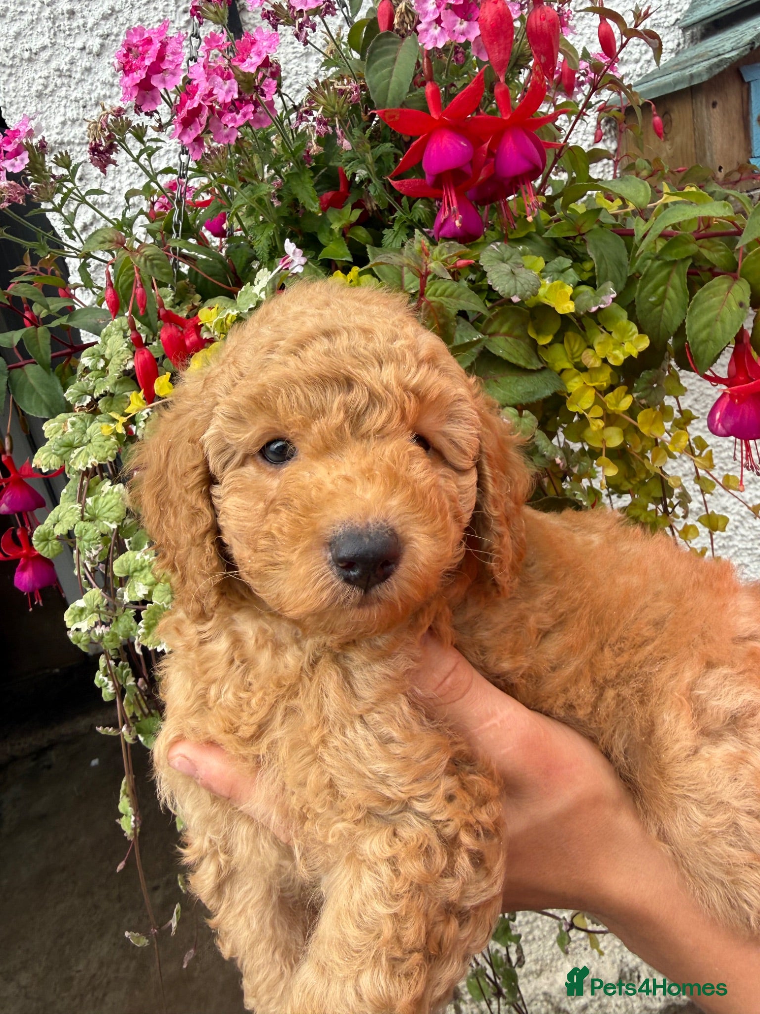 Labradoodle dogs F1B Miniature Labradoodles.  - Advert 6