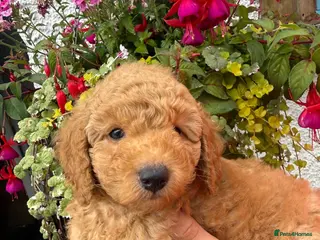 Labradoodle dogs F1B Miniature Labradoodles. - Advert 6