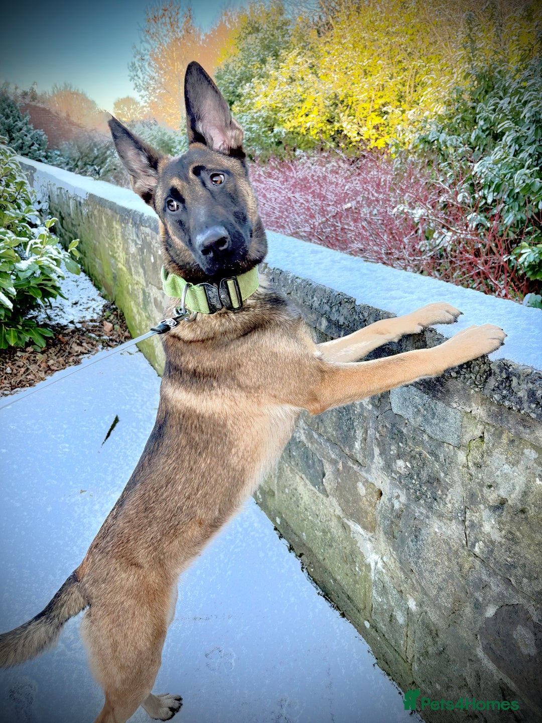 Belgian Shepherd Dog dogs for sale: Beautiful female mal - Advert 2