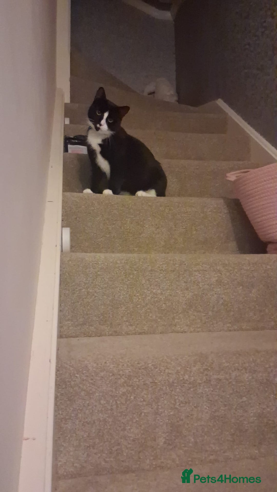 Mixed Breed cats for sale: Black and white 3 kittens for sale. 2 boys 1 girl. - Advert 1