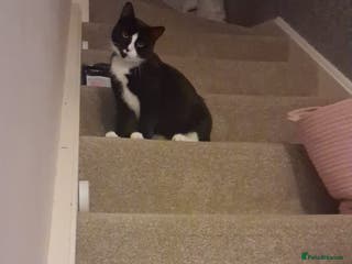 Mixed Breed cats Black and white 3 kittens for sale. 2 boys 1 girl. - Advert 2