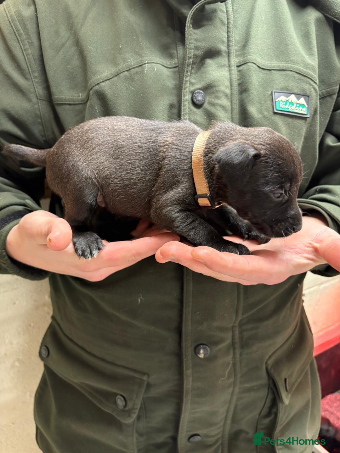 Patterdale Terrier dogs for sale: Patterdale Terriers - Advert 10